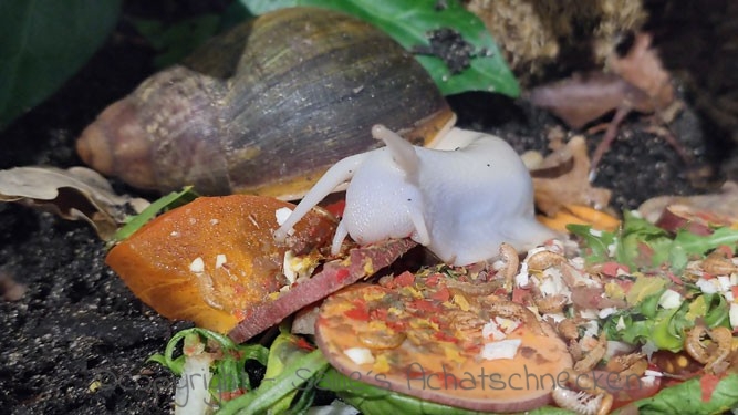 Achatschnecken, Afrikanische Riesenschnecken, Archachatina ventricosa