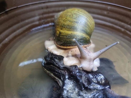 Achatschnecke beim Baden