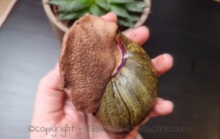 Achatschnecken, Afrikanische Riesenschnecken, Columella ventricosa
