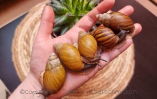 Achatschnecken, Afrikanische Riesenschnecken