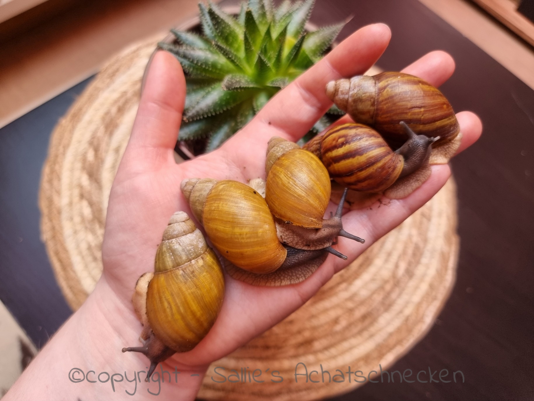 Archachatina papyracea wild und albino