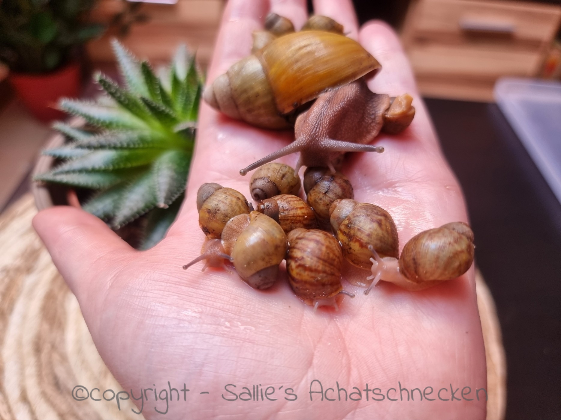 Archachatina papyracea Familie