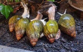 Achatschnecken, Afrikanische Riesenschnecken, ventricosa