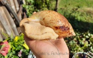 Achatschnecken, Afrikanische Riesenschnecken, columella reticulata