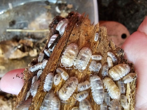 Armadillidium espanyoli