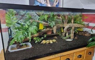 Achatschnecken, Afrikanische Riesenschnecken, Terrarium, Schneckenhaltung