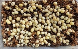 Achatschnecken, Afrikanische Riesenschnecken, Gelege, Eier reticulata