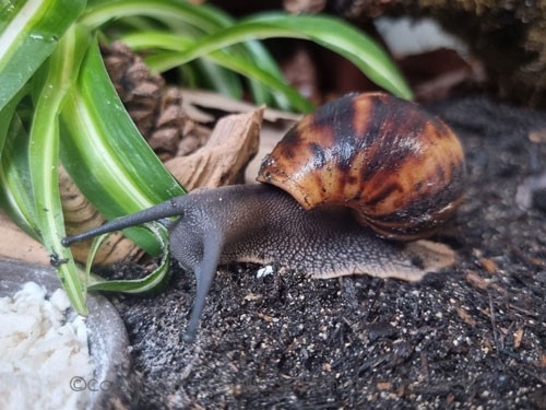 Archachatina marginata marginata