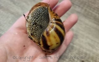 Achatschnecken, Afrikanische Riesenschnecken, archachatina