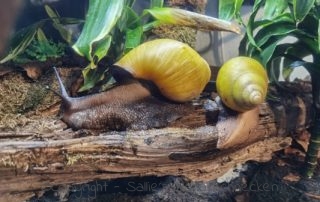 Achatschnecken, Afrikanische Riesenschnecken, ovum albina