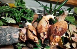 Achatschnecken, Afrikanische Riesenschnecken, reticulata