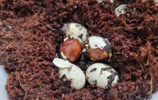 Achatschnecken, Afrikanische Riesenschnecken, Eier, Gelege