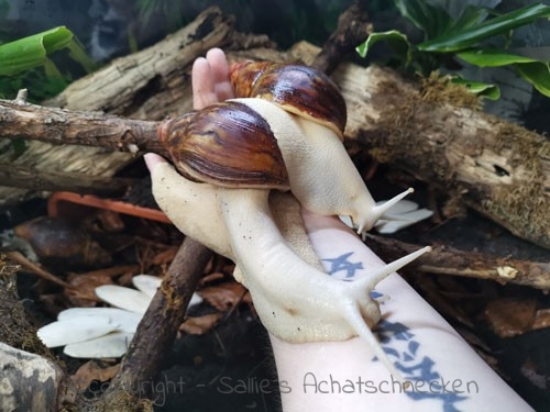 Kleine sutus Langhälse Archachatina marginata suturalis
