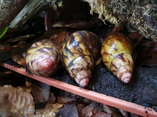 Rosa Apex bei den Sutus Archachatina marginata suturalis apex
