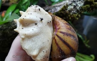 Achatschnecken, Afrikanische Riesenschnecken, Columella