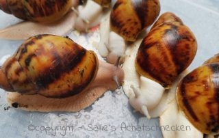 Achatschnecken, Afrikanische Riesenschnecken, Jungtiere, Babys