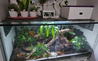 Achatschnecken, Afrikanische Riesenschnecken, schneckenhaltung, achatschnecken terrarium