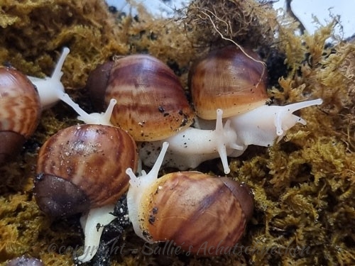 Archachatina ventricosa Jungtiere