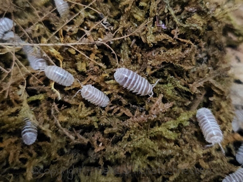 Armadillidium maculatum champagner