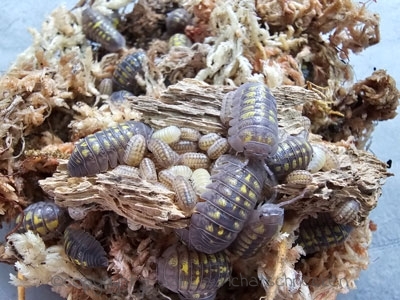 Armadillidium granulatum