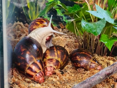 Archachatina marginata suturalis apex