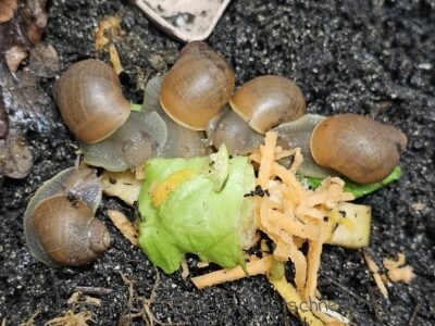 Megalobulimus oblongus haemastomus Jungtiere